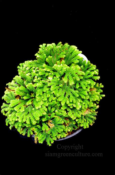 Selaginella Tamariscina Thai Wild Plant Rare Spike Moss