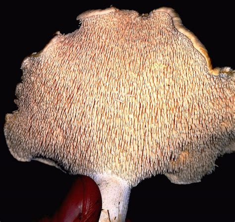 Hedgehog mushroom – Edibility, Identification, Distribution – Galloway ...