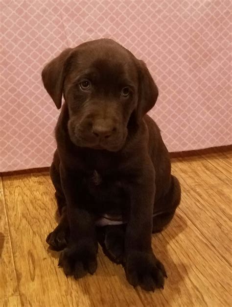 Labrador Retriever Puppies For Sale Narvon Pa 179333