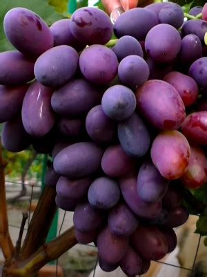 Виноград Торнадо - описание сорта. Саженцы черенки купить в магазине ...