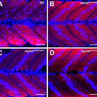 The Effects Of Shh Mrna Injection On Mymk Expression And Myoblast