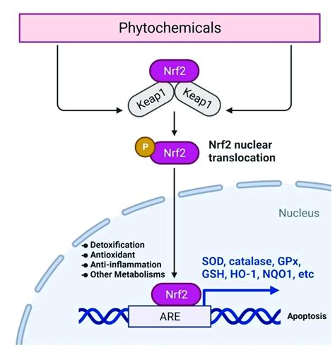 General Mechanism Of Nrf2 Mediated Expression Of Various Detoxification