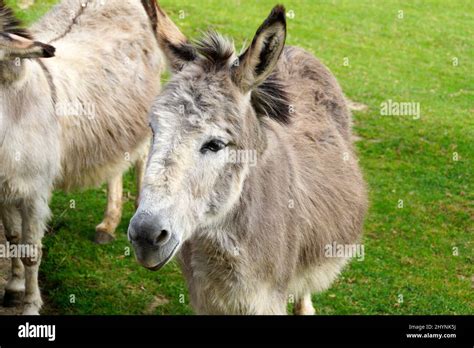 a cute and fluffy donkey resting on a green meadow on island of Mainau ...