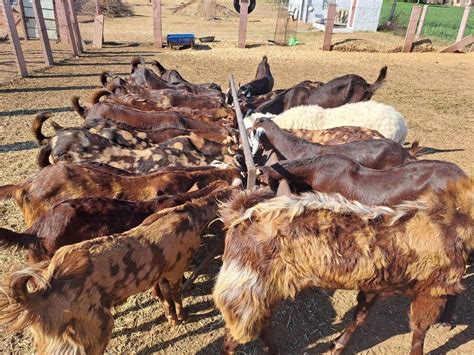 Men Sirohi Female Goat At Rs 230kg In Nagaur Id 2850051472833