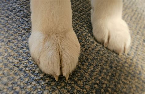 Собачья лапа или почему растопыренные пальчики - это НЕ мило | In Dogs ...