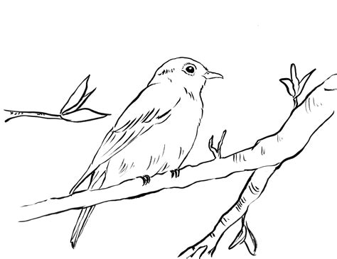 Blue Bird Coloring Coloring Pages