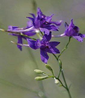 Живокость полевая (Рогатый василек, Консолида, Дельфиниум) (Delphinium ...