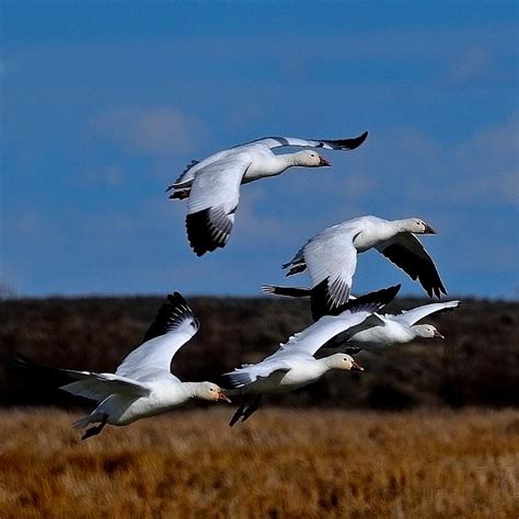 Snow Geese Migration Photograph Snow Geese Migration Fine Art Print