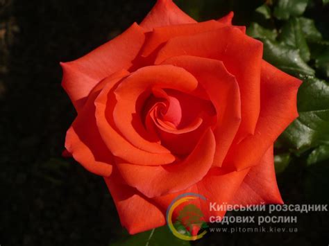 Роза на штамбе Стар 2000 (Star 2000) саженцы в Украине
