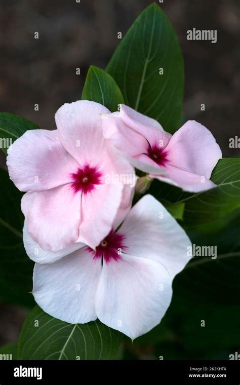 Madagascar Periwinkle Or Rosy Periwinkle Hi Res Stock Photography And