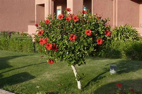 Гибискус Садовый Фото В Саду – Telegraph