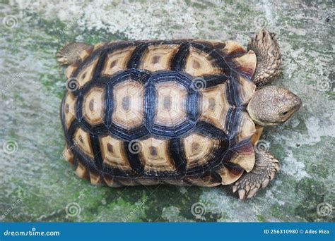 Sulcata Tortoise Centrochelys Sulcata the African Spurred Tortoise Stock Photo - Image of ...