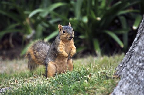 Squirrel Standing Free Stock Photo - Public Domain Pictures