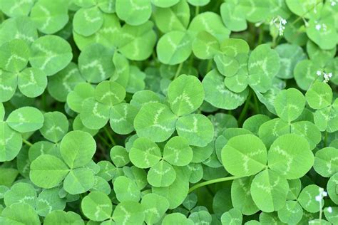 Download Free Photo Of Clover Three Leaf Clover Happy Greennessfree