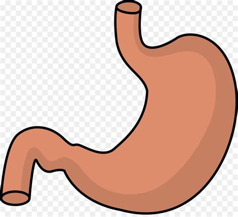 Stomach Clip Art Telegraph