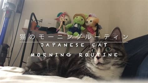 日本猫のモーニングルーティンJapanese cat morning routine YouTube