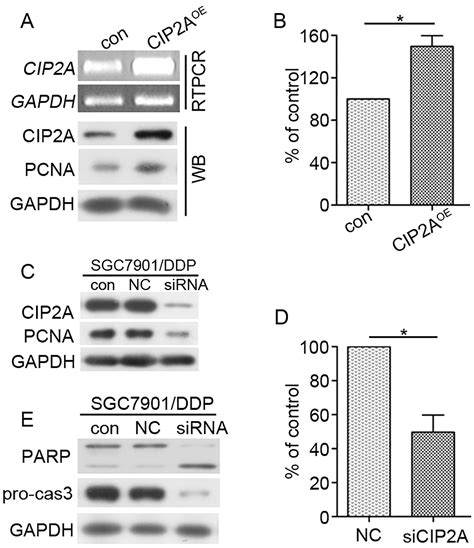 Increase In Cip2a Expression Is Associated With Cisplatin