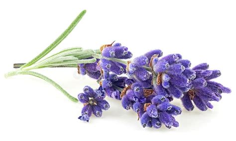 Lavender Flowers And Green Leaves Isolated On White Background