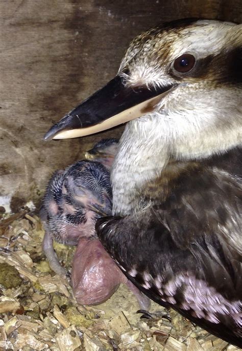 Kookaburra Peter Stubbs Flickr