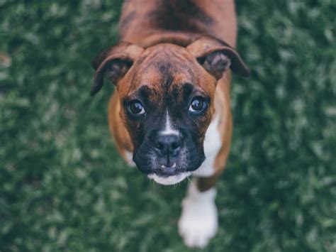 18 Best and Popular Boxer Mix Breeds 2023 - Canine HQ