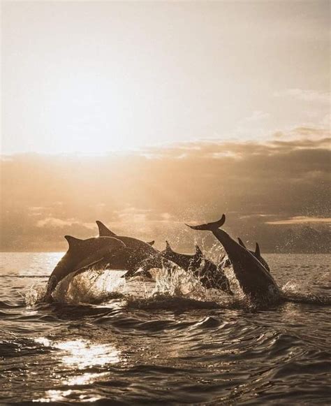 Whales And Dolphins Watching Tour Trincomalee Artofit