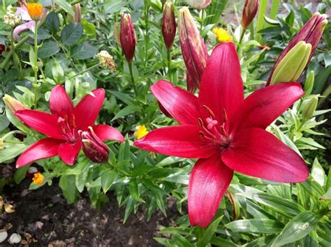 bouquet wildflowers lily blooming  garden premium photo