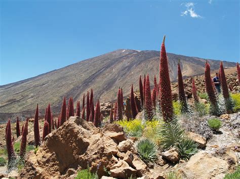 Las Ca Adas Del Teide Los Tajinastes Rojos Solomochila Espa A