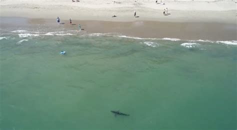 Great White Shark At New Brighton Beach Santa Cruz Event Santa Cruz