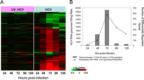 Host Transcriptional Response To Acute Hcv Infection Of Huh 75