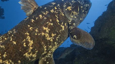 Coelacanths | National Geographic