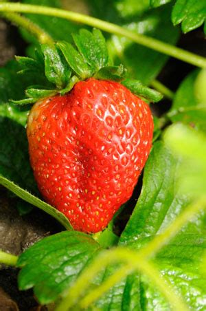 Fragaria all species | GDR