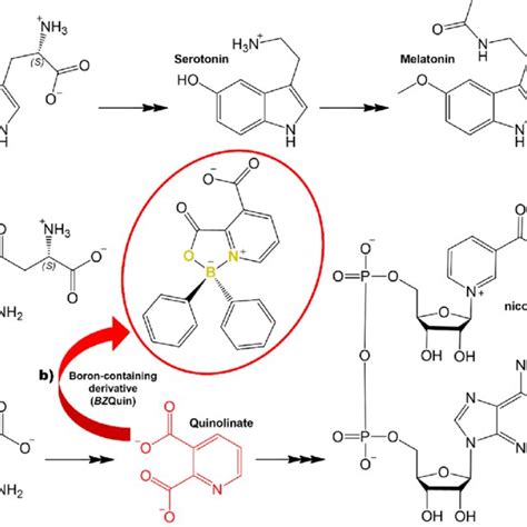 A L Tryptophan Metabolism Canonical Pathway And Kynurenine Pathway