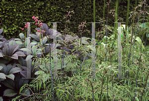 Horticopia Aruncus Dioicus Kneiffii Goat S Beard Bride S Feathers