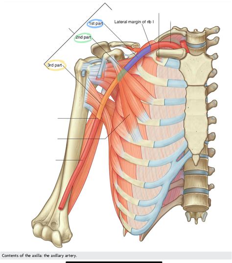 Diagram of Axillary artery | Quizlet