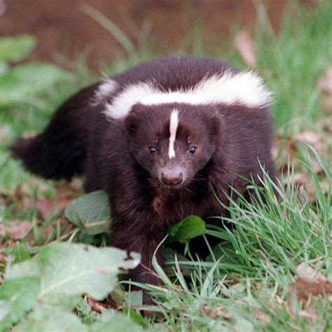 skunks as pets uk - Odell Roldan