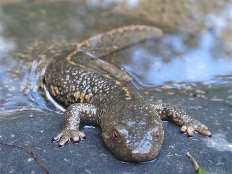 Tritón pirenaico cómo es hábitat alimentación y reproducción