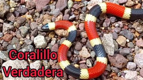 Serpiente Coralillo Venenosa YouTube