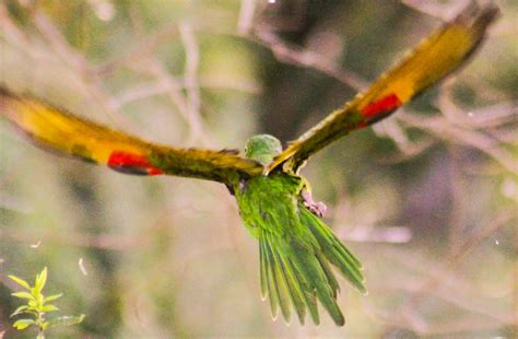 Free Images Tree Nature Branch Bird Leaf Flower Green