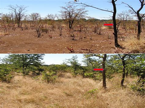 Desertification Before And After