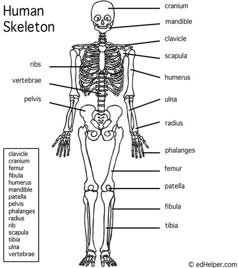 Human Skeleton Labeled Printable