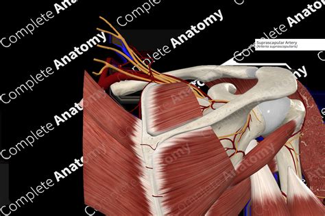 Suprascapular Artery | Complete Anatomy