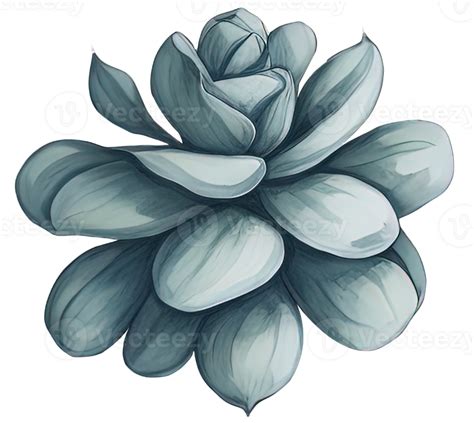 Watercolor Succulent Illustration 24217666 Png