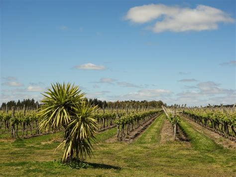 The Quiet Neighbor An Introduction To Uruguayan Wine Vinography