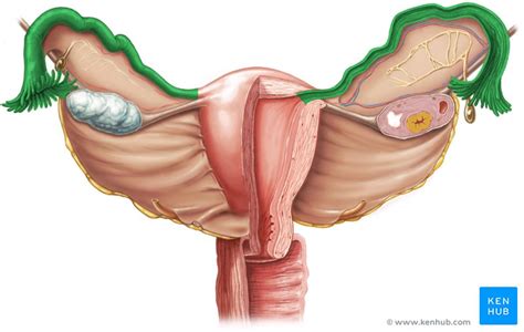 Fallopian Uterine Tubes Anatomy And Histology Kenhub