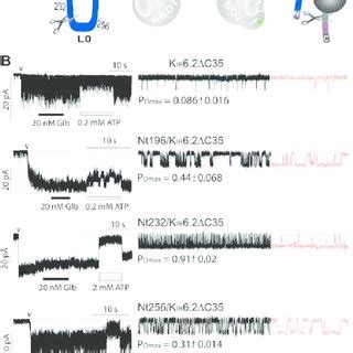 Generation Of Mini K Atp Channels A Topology Of Sur Left And K Ir