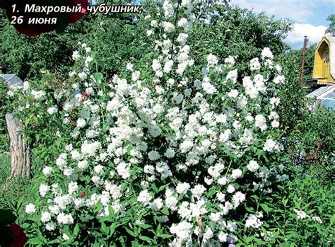 Чубушник Снежная Буря Фото И Описание Кустарника – Telegraph