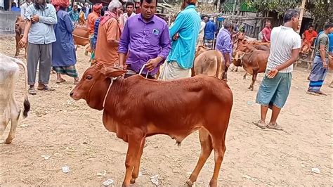 আজ ৭ মে২৪ চট্টগ্রামের খামারী কেমন দামে হাটসেরা শাহীওয়াল জাতের ষাড়