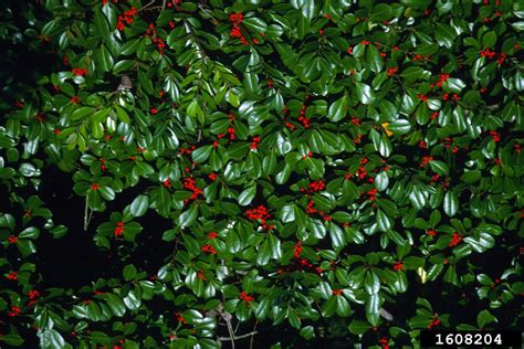 Holly Genus Ilex