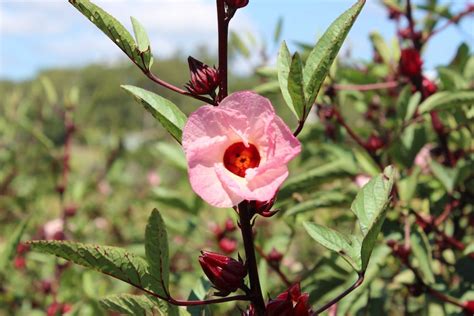 Wildly Popular The Rosella Hibiscus Used In Aussie Bush Tucker Hails