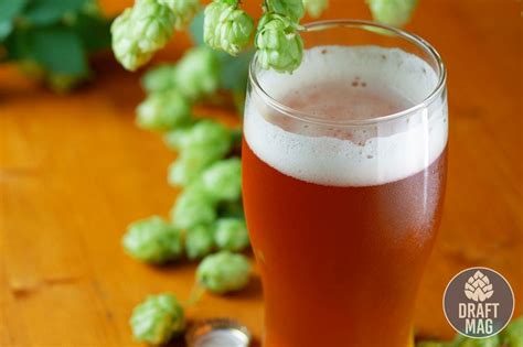 Best IPA Beer: Top 5 IPA Beers To Enjoy This Season